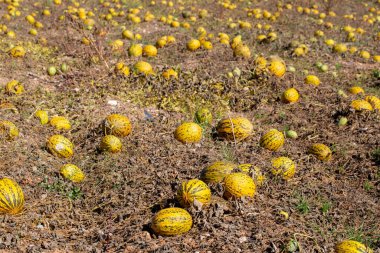 Olgun Kirkagac Kavunları Tarlada Hasat İçin Hazır
