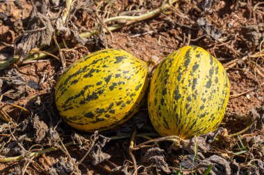Olgun Kirkagac Kavunları Tarlada Hasat İçin Hazır