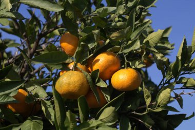 Close-up of ripe tangerines on the branches of trees on a sunny day.