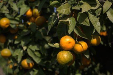 Close-up of ripe tangerines on the branches of trees on a sunny day.
