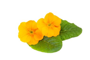 Primrose primula çiçekleri beyaz arkaplanda izole edilmiş