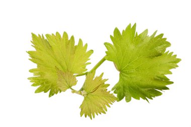 Taze organik yeşil üzüm yaprakları. Asma yaprakları.