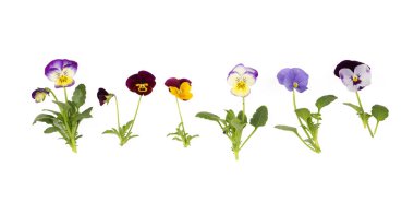 Viola nonoş çiçek seti. Beyaz arkaplanda mor bahar çiçekleri ve yaprakları izole edilmiş.