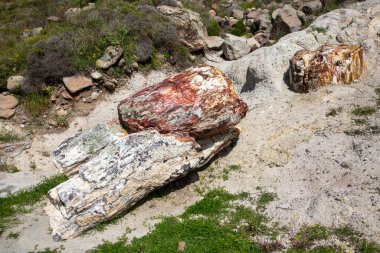 A fossilized tree trunk from the UNESCO Geopark 