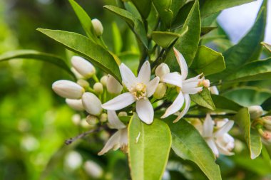 Mandalina ağacı ya da portakal ağacı ya da limon ağacı çiçeği