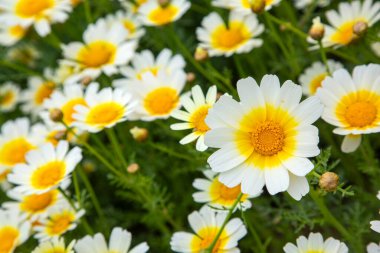 Glebionis coronaria, Asteraceae familyasından bir bitki türü.. 