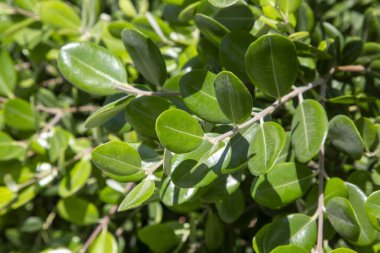 Boxwood, Buxwood (Buxaceae) familyasının Buxus cinsinden çalılara verilen isimdir..
