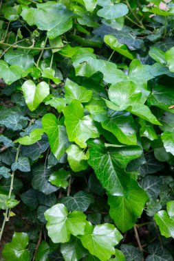 Hedera helix, Aaliaceae familyasından bir sarmaşık türü.