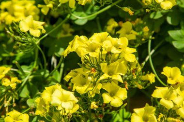 Sarı Oxalis pes-caprae, Bermuda düğün çiçeği ya da Afrika ahşap-sorrel çiçekleri, yaklaşın. Oxalis pes-caprae, Oxalidaceae familyasından bir bitki türü.