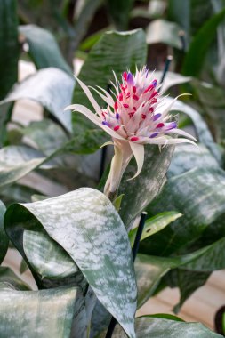 Aechmea fasciata çiçeği, Bromeliaceae familyasından bir çiçek türü..