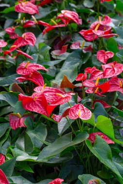 Flamingo çiçeği Anthurium sp. Anthurium andraeanum (Flamingo Çiçeği) Yaprak Çiçekleri.