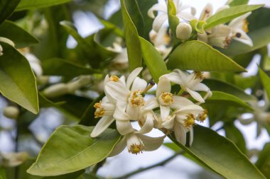 Mandalina ağacı ya da portakal ağacı ya da limon ağacı çiçeği