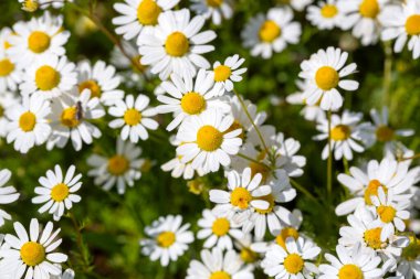 Matrikaria chamomilla büyür ve çiçek açar.