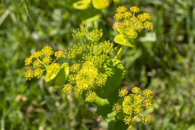 Smyrnium perfoliatum, Apiaceae familyasından bir bitki türüdür..