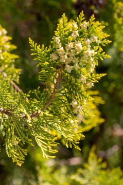 Platycladus orientalis, Selvi familyasından Platycladus familyasından bir ağaç türü..