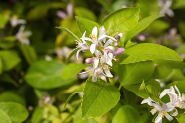 Mandalina ağacı ya da portakal ağacı ya da limon ağacı çiçeği