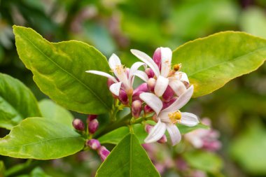 Mandalina ağacı ya da portakal ağacı ya da limon ağacı çiçeği