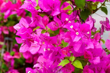 Çiçek açan büyük begonviller (Bougainvillea spectabilis) yakın plan