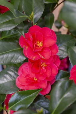 Kamelya, çay familyasından Kamelya cinsine (Theaceae) ait çiçek açan bitki türlerinin yaygın adıdır.).