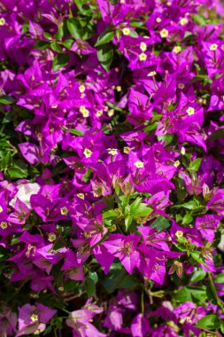 Çiçek açan büyük begonviller (Bougainvillea spectabilis) yakın plan