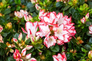 Azalea, Ericaceae (heatherb) familyasından bazı bitki türlerine verilen isimdir..