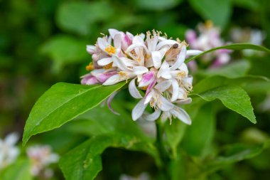 Mandalina ağacı ya da portakal ağacı ya da limon ağacı çiçeği