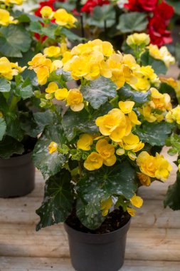 Begonya begonyası (