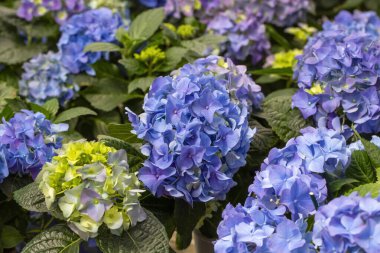 Çiçek fuarında ortanca macrophylla