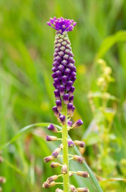 Leopoldia comosa (syn. Muscari (