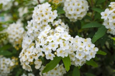 Reeves spirea (Spiraea cantoniensis) çiçekleri. Rosaceae 'nin Çin' e özgü yaprak döken çalısı. Nisan 'dan Mayıs' a kadar ağlayan dallardaki beyaz çiçek kümeleri.