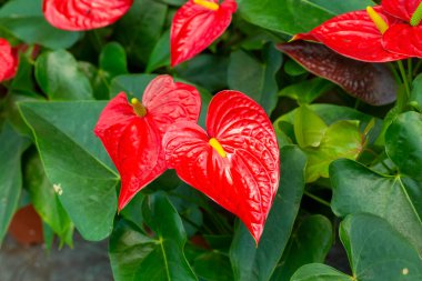 Flamingo çiçeği Anthurium sp. Anthurium andraeanum (Flamingo Çiçeği) Yaprak Çiçekleri.
