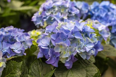 Çiçek fuarında ortanca macrophylla