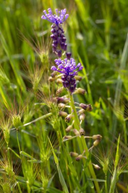 Leopoldia comosa (syn. Muscari (