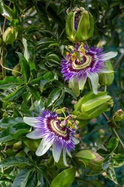 Passiflora 'yı kapatın. Tutku Çiçeği (Passiflora caerulea) yaprakları tropikal bahçede. Güzel tutku meyvesi çiçeği veya Passiflora (Passifloraceae)).