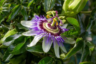 Passiflora 'yı kapatın. Tutku Çiçeği (Passiflora caerulea) yaprakları tropikal bahçede. Güzel tutku meyvesi çiçeği veya Passiflora (Passifloraceae)).