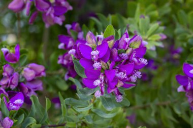 Polygala myrtifolia, Polygala cinsine ait bir bitki türüdür..
