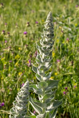 Scrophulariaceae, ördek familyasının Verbascum cinsini oluşturan bienal bitki türlerine verilen isimdir..
