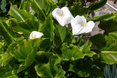 Calla Palustris Kala Cala Gala Beyaz Çiçek