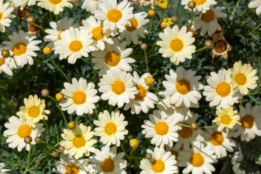 Argyranthemum Asteraceae familyasına ait bir cinstir. Beyaz papatya çiçeği. 