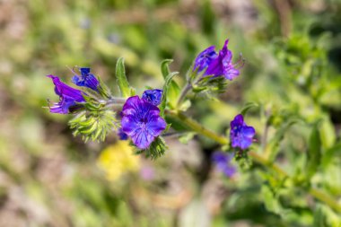 Echium plantagineum, Batı ve Güney Avrupa, Kuzey Afrika ve Güneybatı Asya 'ya özgü bir Echium cinsidir..