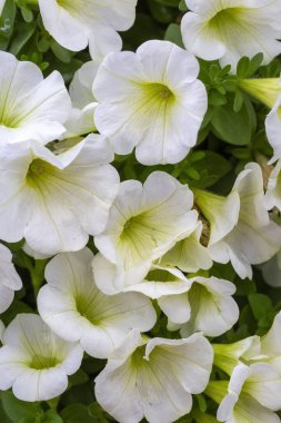 Petunia, Solanaceae familyasına ait bir bitki cinsidir..