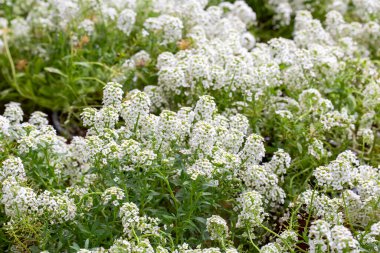 Alyssum, sütyen familyasına ait güzel kokulu ve çiçekli bir bitki cinsidir.. 