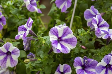 Petunia, Solanaceae familyasına ait bir bitki cinsidir..