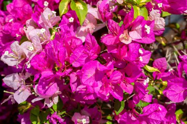 Çiçek açan büyük begonviller (Bougainvillea spectabilis) yakın plan
