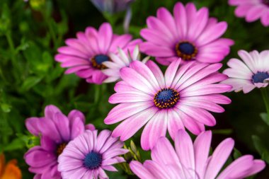 Osteospermum fruticosum çiçekleri tamamen çiçek açmış.