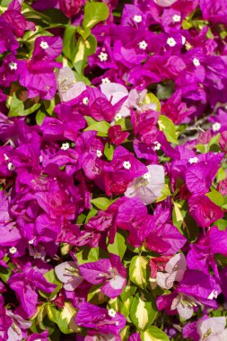 Çiçek açan büyük begonviller (Bougainvillea spectabilis) yakın plan