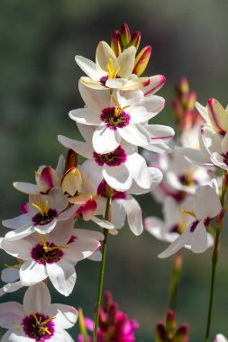 Ixia maculata, Iridaceae familyasından benekli Afrika zambağı olarak bilinen bir bitki türü.. 