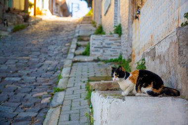 İzmir 'de sokaklardaki evlerin önündeki sokak kedileri