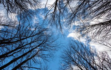 Ormanda, gökyüzüne uzanan ağacı dalları
