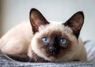 Cute kitten siamese cat indoor
